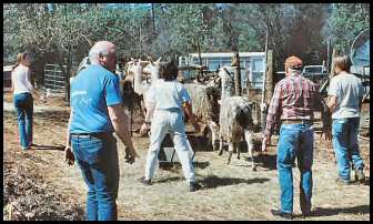 Catching Rescue Llamas
