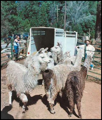 Herding llams into an open trailer.