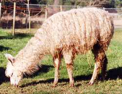 Then she begins to graze. Or does she? It appears she would like to, but is simply nosing the ground.