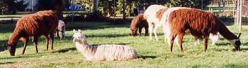 This herd is grazing with only one llama kushed. 