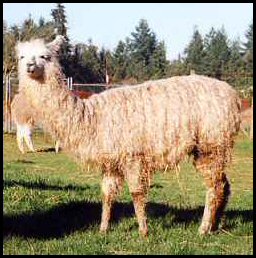 Once up, it is clear that something may not be well with this llama.