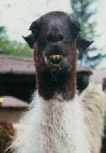 Llama bad mouthing