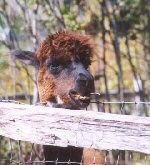 This alpaca is holding a large oak leaf in his mouth as a sort of breath mint after a good spit.