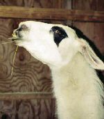 This llama Merry, is quite serious in her statement to another llama. So serious in fact that she would appear just moments from backing it up with a hearty spit of fresh stomach contents. She shows great emotion through clear and bright eyes making direct eye contact with the object of her displeasure.
