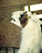 This photo shows Frankie, the recipient of Merry's aggression. His response to Merry's angry stance is interesting. Frankie's eye shows he is well aware of the aggression but he is not responding with direct eye contact. He has formed a stress wrinkle under his eye.