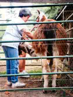 First time shearing made easy! 