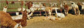 Alpacas and llamas lounging around the feeder.