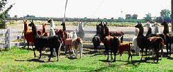 A herd or group of alpacas or llamas all facing and looking intently in the same direction is our cue that there is something of keen interest. 