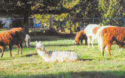 Even more subtle, is the entire herd grazing and only one is kushed -- kushed right there amidst the group? 