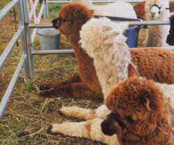 These alpacas are comfortably kushed .