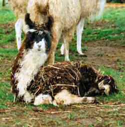 This young llama is completely out of balance. Though she had likely hoped to lower herself down into a more normal and comfortably balanced kush, it seems she was unable to maintain that position. 