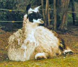 This female would certainly seem kushed out of balance. None of her legs appear to be squarely or comfortably beneath her. The bulk of her body appears slightly rolled to the right and her neck does not rise from her shoulders in a normally balanced manner.