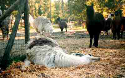Llama lying in the death arch with friends looking in.