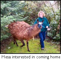 Mesa llama returns home