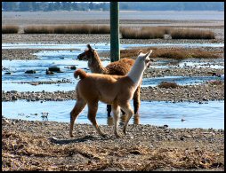 Eve Horder's and llamas on the beach.