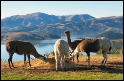 Llama Lookout