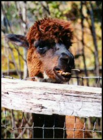 a male alpaca has chosen a leaf as a sort of “breath mint” after a stomach contents spit.