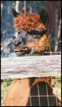 In the second photo of this same alpaca a short time later, notice that he is beginning to perk up. Still in recovery, he continues to hold the leaf in his mouth. 
