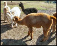 The white alpaca is quite serious in her statements to the fawn alpaca. So serious, in fact, that she would appear just moments from backing it up with a hearty spit of stomach contents.