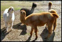 Moments later, the situation has escalated. The white alpaca has shifted herself to a near front on position and balanced herself fairly squarely on all fours.