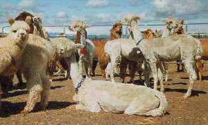 A relaxed tail is generally indicative of an overall relaxed mental, emotional and physical state. The tail display in this group of alpacas is quite relaxed.