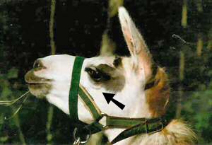 This llama displays a distinct wrinkle just beneath her lower eyelid. The tension held in her face can also be seen around her mouth and lower lip. 