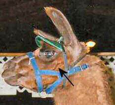 Not all llamas display a stress wrinkle directly below their eye. Though this llama has a slight ripple of the skin just below her eye.