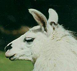 This llama shows a good deal of tension in her face. She has a distinct wrinkle below her eye.