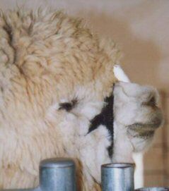 Some alpacas can challenge our ability to notice wrinkles as a result of facial tension due to an abundance of fiber about the face. In this instance it is important to notice other possible indicators of stress.