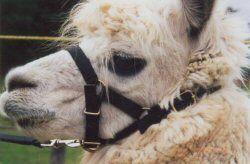 This alpaca does not have such an abundance of facial fiber. Along with the same indicators exhibited in the alpaca above, it is much easier to notice the wrinkle created under her eye.