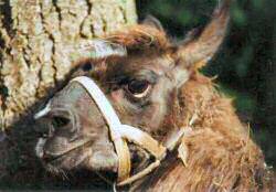 This llama displays nearly all of the cues about the head for serious stress or strain.