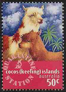 Alpaca from Cocos Island, Austrailia 