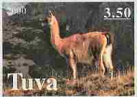 Guanaco from Tuva 