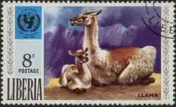 Llama from Liberia