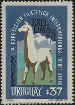 Llama from Uruguary