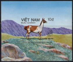 Llama from Viet Nam