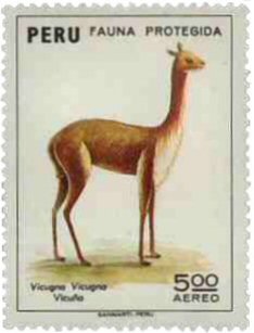 Vicuna - From Peru