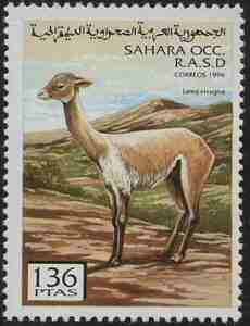 Vicuna - From Sahara Occ