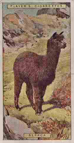 Alpaca, Players Cigarettes