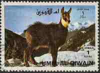 Llama from Umm-Al-Qiwain 