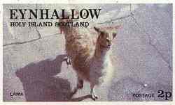Llama from Eynhallow