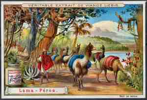 Llama Herd Card - Peru