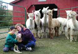 Vermont, teaching about llama skull structure cathy spalding behavior training