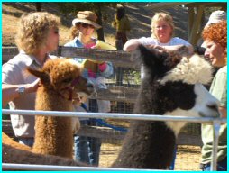 Cathy Teaching at Los Olivos, CA alpacas