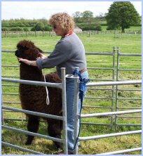 Cathy teach at a Gentle Spirit Behavior and Trainiing Clinic, Purston Manor, England