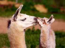 Dam licking newborn