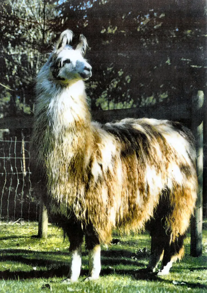 Bobkat’s Mulligan Stew